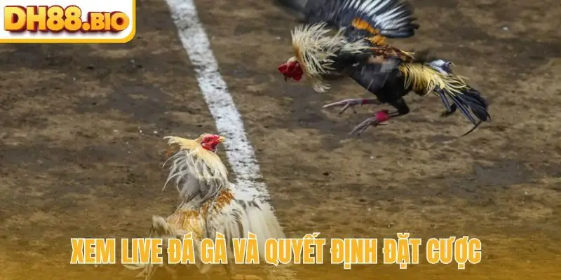 Xem live đá gà và quyết định đặt cược
